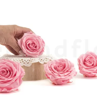Konservierte Rose Premium Pastellrosa (x4)