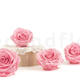 Konservierte Rose Premium Pastellrosa (x4)