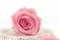 Preserved Rose Premium Pastel Pink (x4) 3