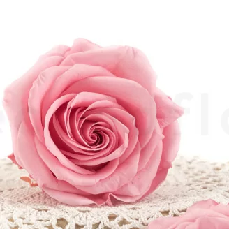 Preserved Rose Premium Pastel Pink (x4)