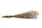 Preserved Gypsophila Dusty Rose 3