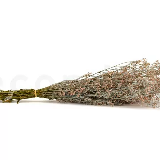 Gipsofila preservada Rosa Empolvado