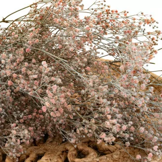 Gipsofila preservada Rosa Empolvado