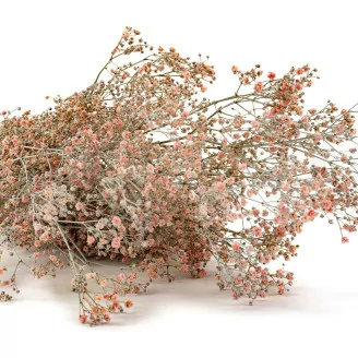 Gipsofila preservada Rosa Empolvado