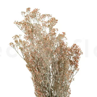Gipsofila preservada Rosa Empolvado