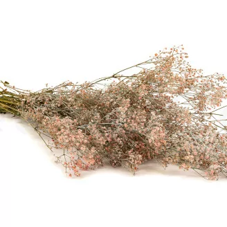 Gipsofila preservada Rosa Empolvado