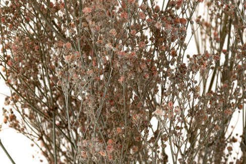 Gypsophila Preserved - Dusty Rose