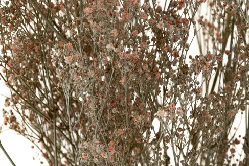 Gypsophile Stabilis&eacute; - Rose poudr&eacute;