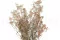 Preserved Gypsophila Dusty Rose 10