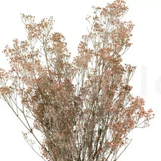 Preserved Gypsophila Dusty Rose