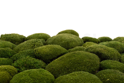 Ball Moss Preserved - Bulk Box - Nature Green