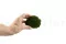 Mousse Boule Nature Green stabilis&eacute;e (Carton) 7