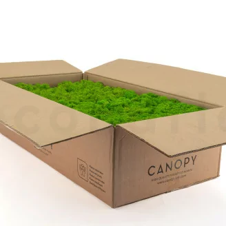 Lichene stabilizzato Light Green (Cartone Sfuso)