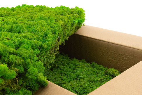 Lichen Préservé - Carton vrac - Light Green