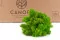 Lichene stabilizzato Light Green (Cartone Sfuso) 7