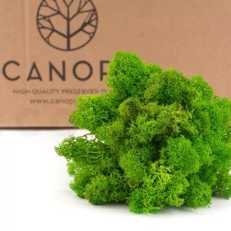 Lichene stabilizzato Light Green (Cartone Sfuso)