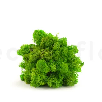 Lichene stabilizzato Light Green (Cartone Sfuso)