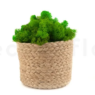 Lichene stabilizzato Light Green (Cartone Sfuso)