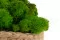 Lichene stabilizzato Light Green (Cartone Sfuso) 9
