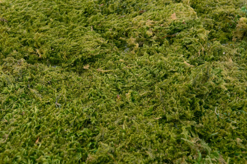 Rock Moss Preserved - Box - Green