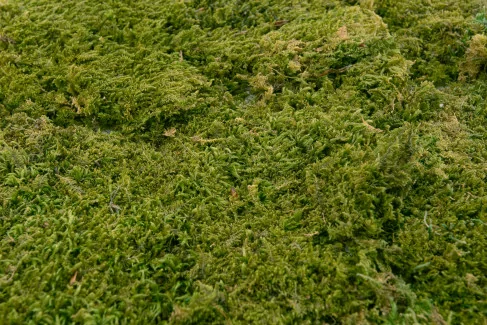 Rock Moss Preserved - Box - Green
