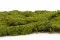 Preserved Rock Moss (Box) 6