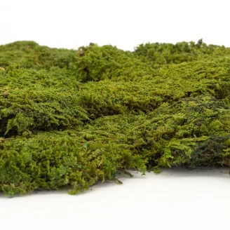 Preserved Rock Moss (Box)