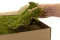 Preserved Rock Moss (Box) 9