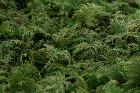 Muschio di felce stabilizzato - Scatola - Verde