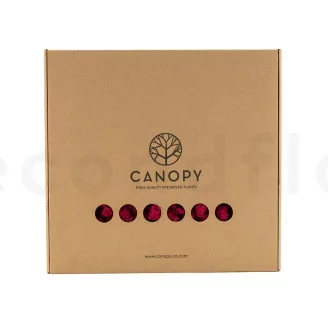 Liquen preservado Fucsia (Caja)