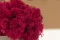 Preserved Reindeer Moss Fuchsia (Box) 5