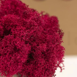 Liquen preservado Fucsia (Caja)