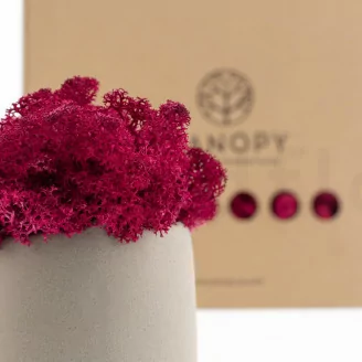 Liquen preservado Fucsia (Caja)
