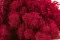 Konserviertes Islandmoos Fuchsia (Box) 6