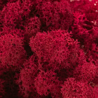 Preserved Reindeer Moss Fuchsia (Box)