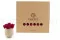 Preserved Reindeer Moss Fuchsia (Box) 8