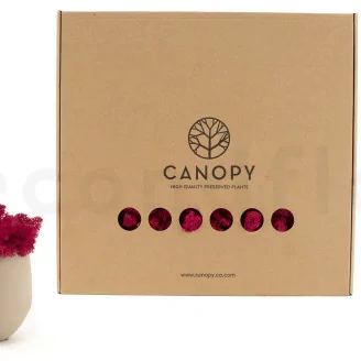 Liquen preservado Fucsia (Caja)