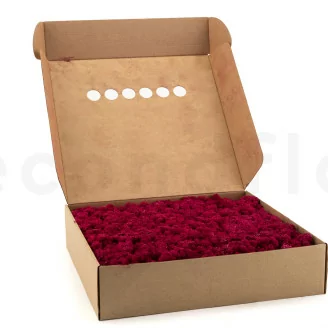 Lichene stabilizzato Fucsia (Scatola)