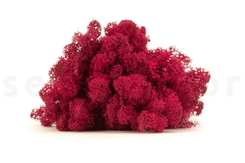 Islandmoos konserviert - Box - Fuchsia