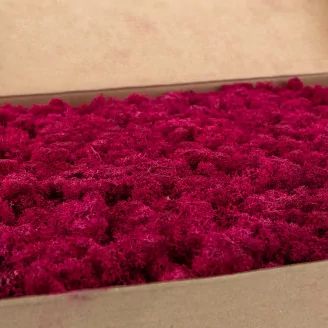 Preserved Reindeer Moss Fuchsia (Box)