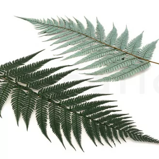 Felce Lucida stabilizzata