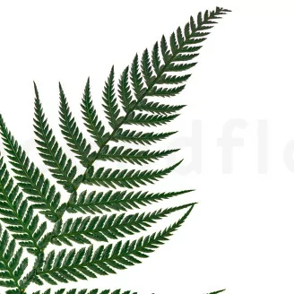 Felce Lucida stabilizzata