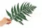 Preserved Brillant Fern 3
