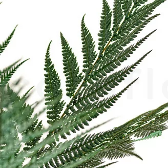 Preserved Brillant Fern