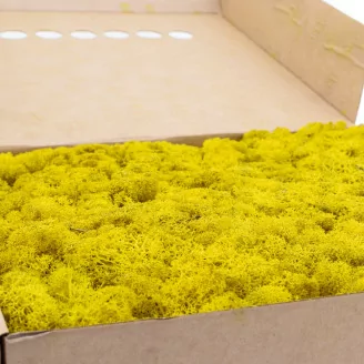 Lichen stabilis&eacute; Jaune (Bo&icirc;te)