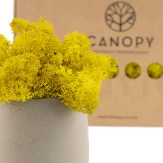 Lichen stabilis&eacute; Jaune (Bo&icirc;te)