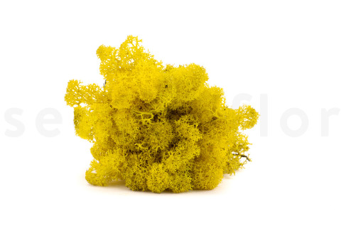 Lichene preservato - Scatola - Giallo