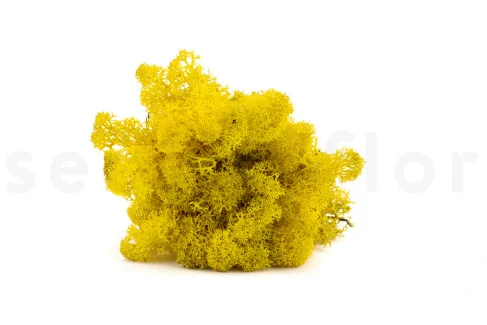 Preserved Reindeer Moss - Box - Yellow