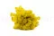 Preserved Reindeer Moss Yellow (Box) 1