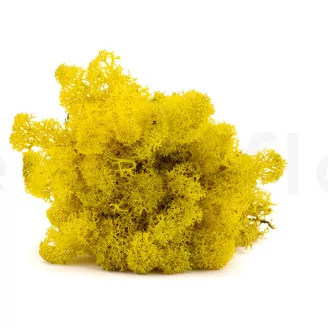 Liquen preservado Amarillo (Caja)